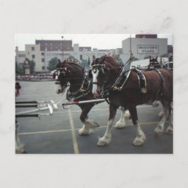 Cartão Postal Cavalos de Clydesdale na Plaza do centro da cidade