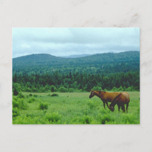 Cartão Postal Cavalos de Cruzamento com Fundo de Montanha