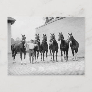 Cartão Postal Cavalos de Exposição, 1912
