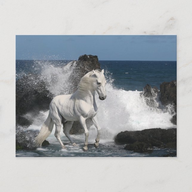 Cartão Postal Cavalos de Fantasia no Sul do Mar (Frente)
