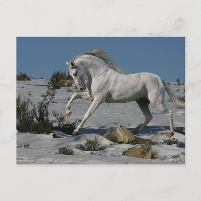 Cartão Postal Cavalos de Fantasia: Rei da Neve (Frente)