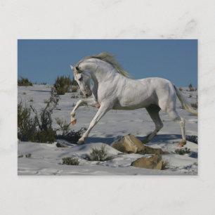 Cartão Postal Cavalos de Fantasia: Rei da Neve