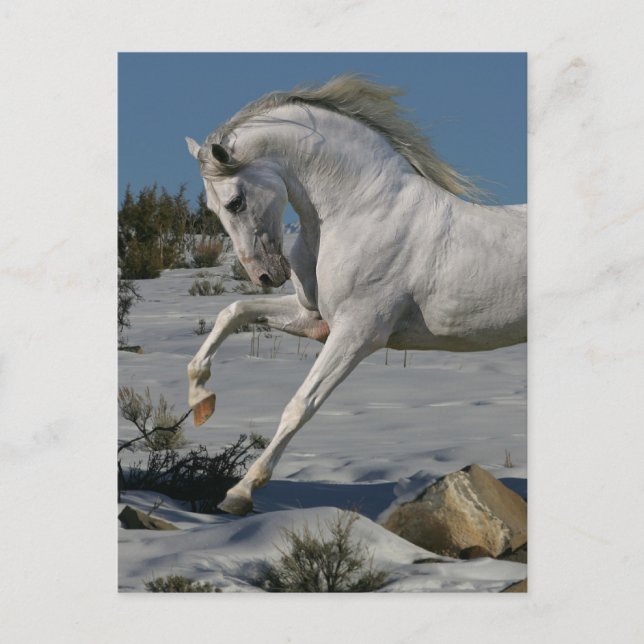 Cartão Postal Cavalos de Fantasia: Rei da Neve (Frente)