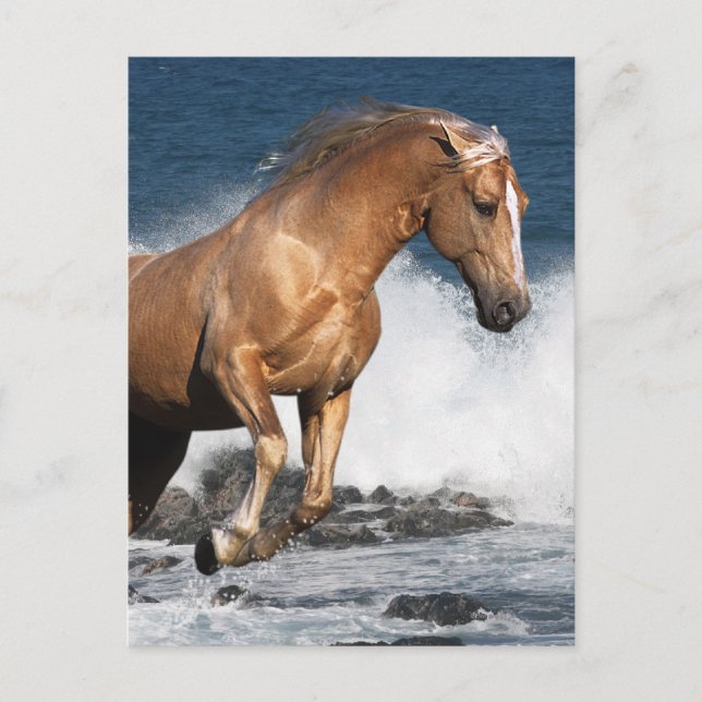 Cartão Postal Cavalos de Fantasia: Sombra de Verão (Frente)