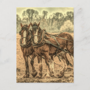 Cartão Postal Cavalos de fazenda primitivos de animais do país o