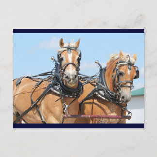 Cartão Postal Cavalos de Haflinger
