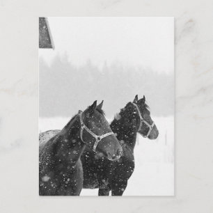 Cartão Postal Cavalos de Neve