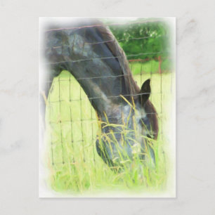 Cartão Postal Cavalos de Oklahoma 3