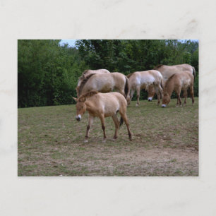 Cartão Postal Cavalos de Przewalski