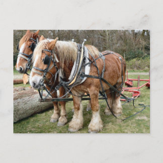 Cartão Postal Cavalos de Shire