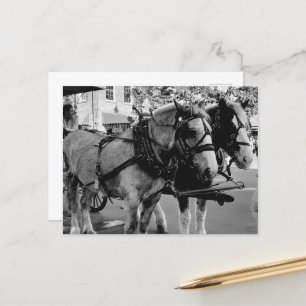 Cartão Postal Cavalos de Trabalho de Savannah