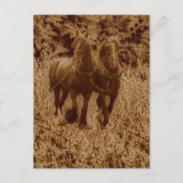 Cartão Postal Cavalos-direiro prontos para aragem