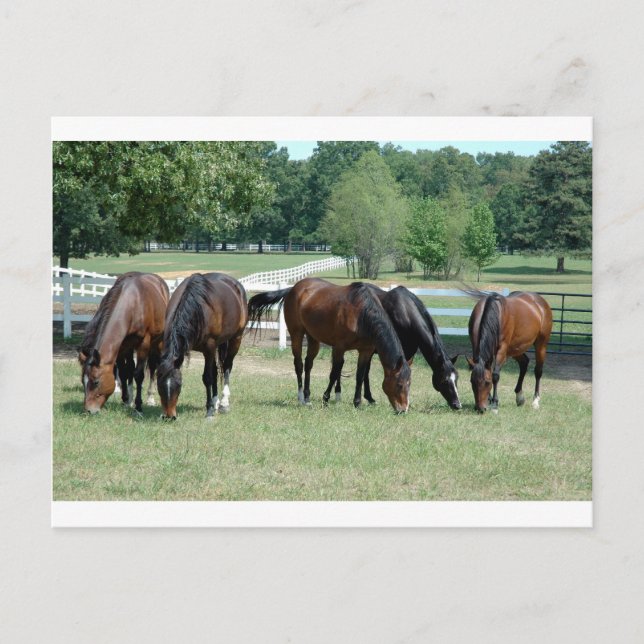 Cartão Postal Cavalos do Quarto Doce (Frente)