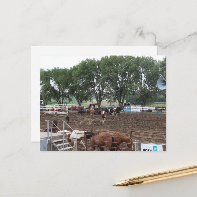 Cartão Postal Cavalos e Touro de Rodeio (Frente/Verso In Situ)