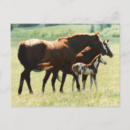 Cartão Postal Cavalos em campo com Colt Bebê