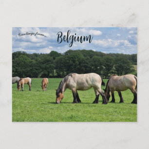 Cartão Postal Cavalos em Durbuy Bélgica
