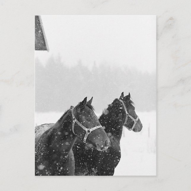 Cartão Postal Cavalos em neve (Frente)