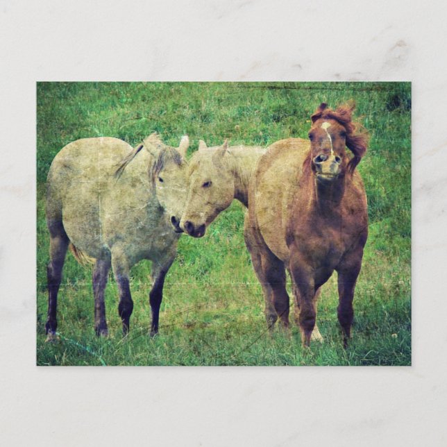 Cartão Postal Cavalos Engraçados (Frente)