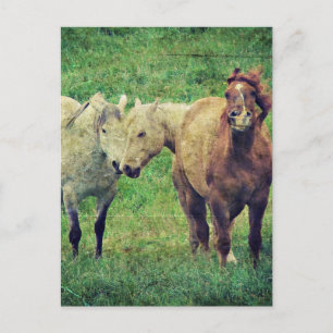 Cartão Postal Cavalos Engraçados