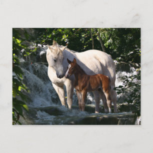 Cartão Postal Cavalos Fantásticos: Cascata