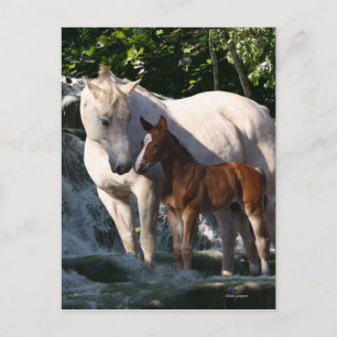 Cartão Postal Cavalos Fantásticos: Cascata