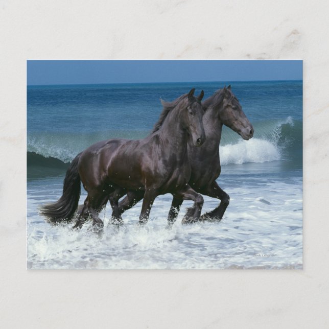 Cartão Postal Cavalos Fantásticos: Friesianos e Mar (Frente)