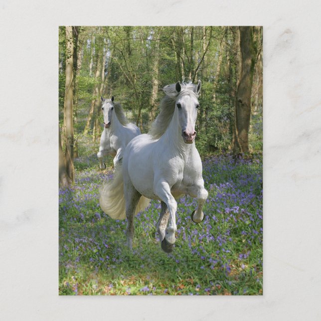 Cartão Postal Cavalos Fantásticos: Madeira Bluebell (Frente)