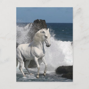 Cartão Postal Cavalos Fantásticos: Mar do Sul