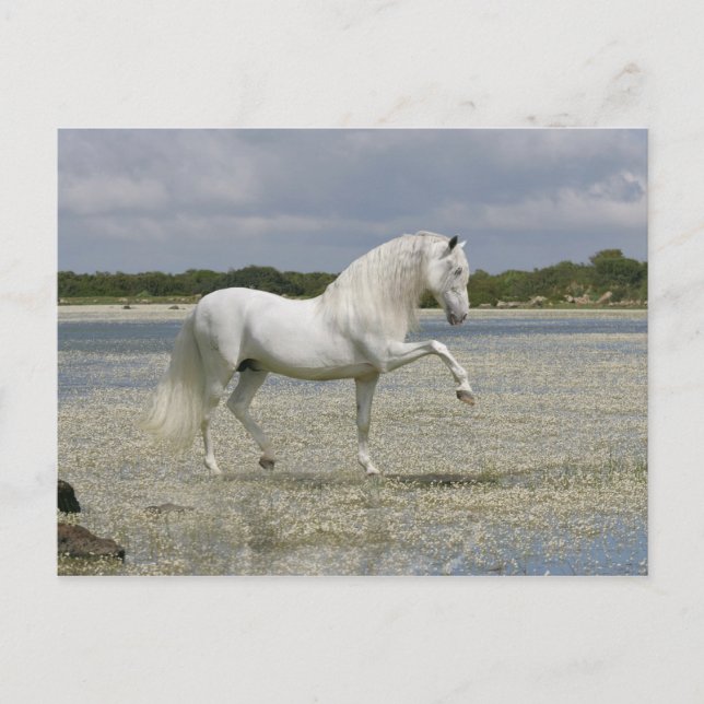 Cartão Postal Cavalos Fantásticos: Senhor do Lago (Frente)