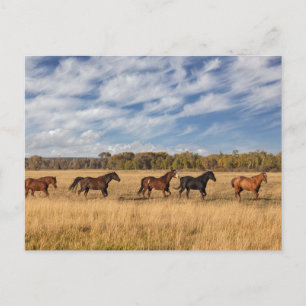 Cartão Postal Cavalos Fora Do Parque Nacional Grand Teton