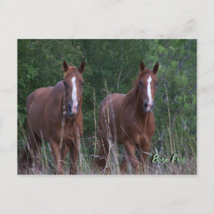 Cartão Postal Cavalos gêmeos - o nascer livra