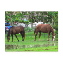 Cavalos Grazing em Icacos, Trinidade do Sul