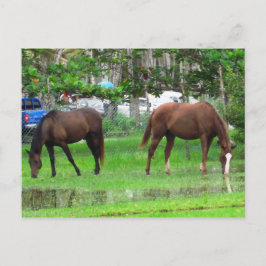 Cartão Postal Cavalos Grazing em Icacos, Trinidade do Sul