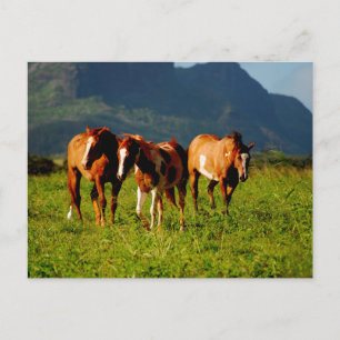 Cartão Postal Cavalos havaianos