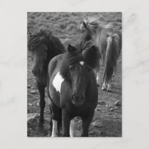 Cartão Postal Cavalos islandeses IV