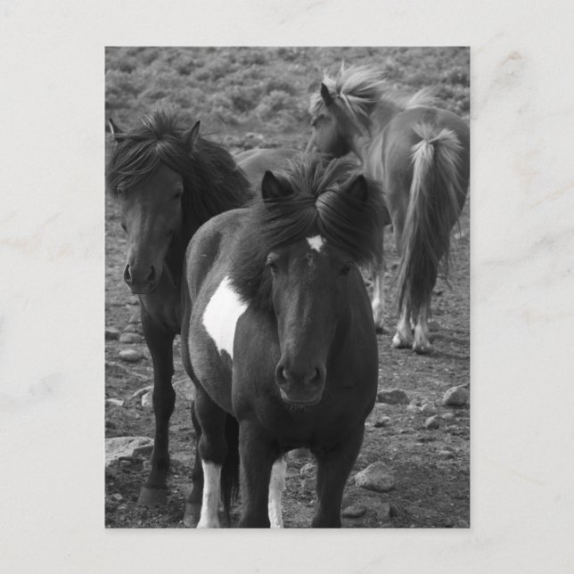 Cartão Postal Cavalos islandeses IV (Frente)