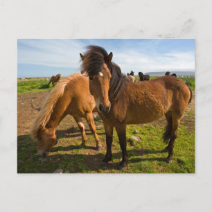 Cartão Postal Cavalos Islandeses Pastam