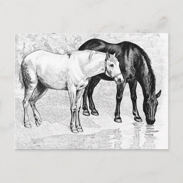 Cartão Postal cavalos,lápis desenhado (Frente)