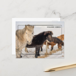 Cartão Postal Cavalos Majestosos Islandeses