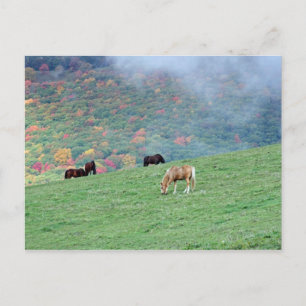 Cartão Postal Cavalos na Montanha
