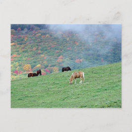 Cartão Postal Cavalos na Montanha