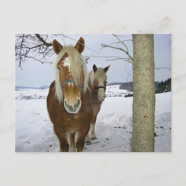Cartão Postal Cavalos na neve (Frente)