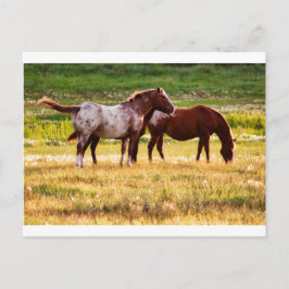 Cartão Postal Cavalos na Pastura