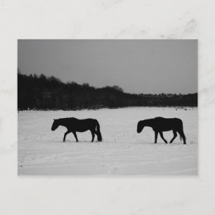 Cartão Postal Cavalos Na Pccn Da Neve
