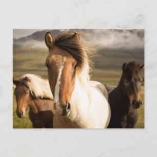 Cartão Postal Cavalos nas montanhas Bonitos e Majestosos