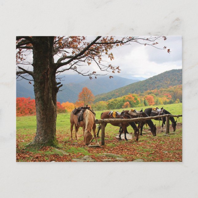Cartão Postal Cavalos no Cartão-postal das Montanhas (Frente)