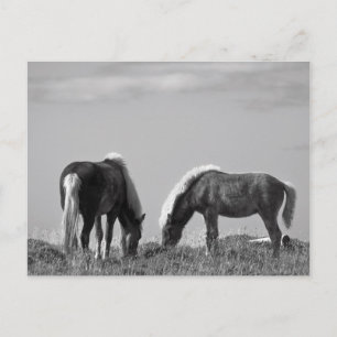 Cartão Postal Cavalos no fiorde de baleia #2