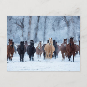 Cartão Postal Cavalos no Frio