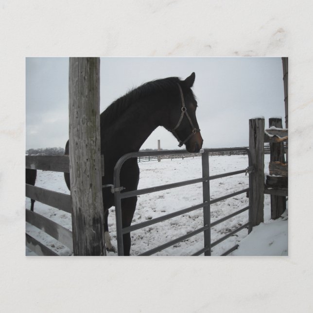 Cartão Postal Cavalos no inverno (Frente)