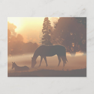 Cartão Postal Cavalos no Nevoeiro da Manhã2